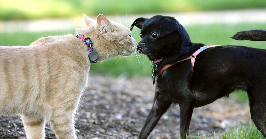 Perros vs gatos