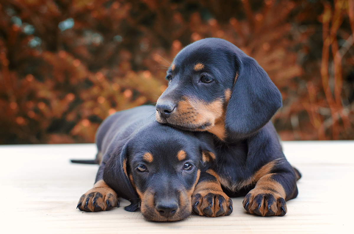 Perritos acostados