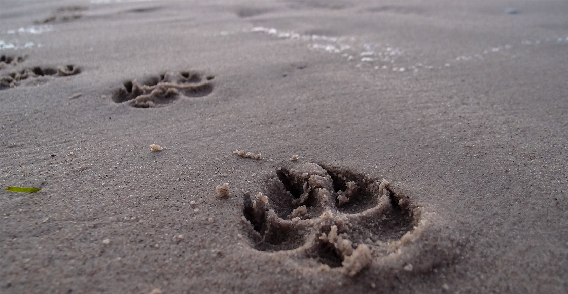 huellas-perros.playa