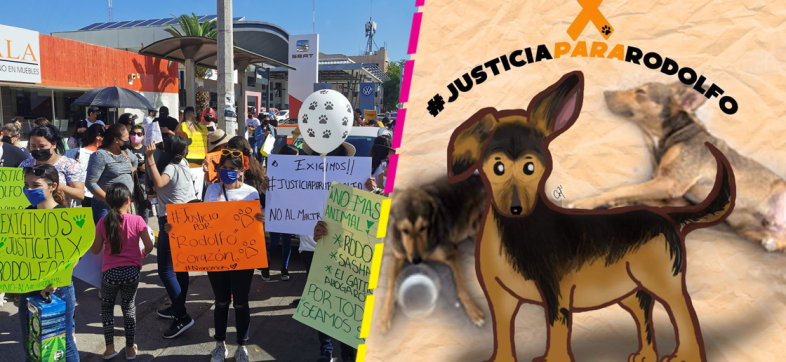 justicia-para-rodolfo-justiciapararodolfo-perrito-callejero-mochis-machete-sinaloa-manifestacion