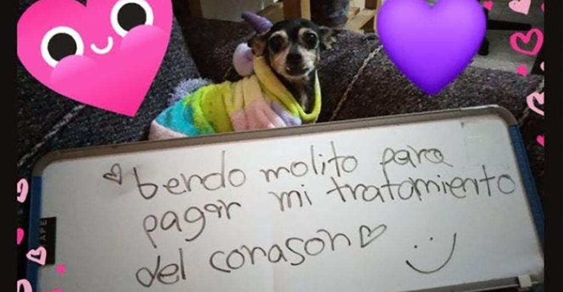 Bombi: La perrita que "vende" mole para pagar su tratamiento del corazón