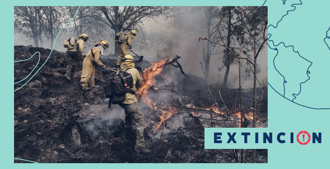 extincion-bosque-incendios-la-primavera-guadalajara