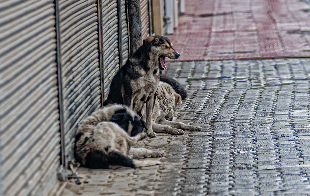 El abandono de mascotas aumentaría con el fin de la pandemia y acá te contamos la razón