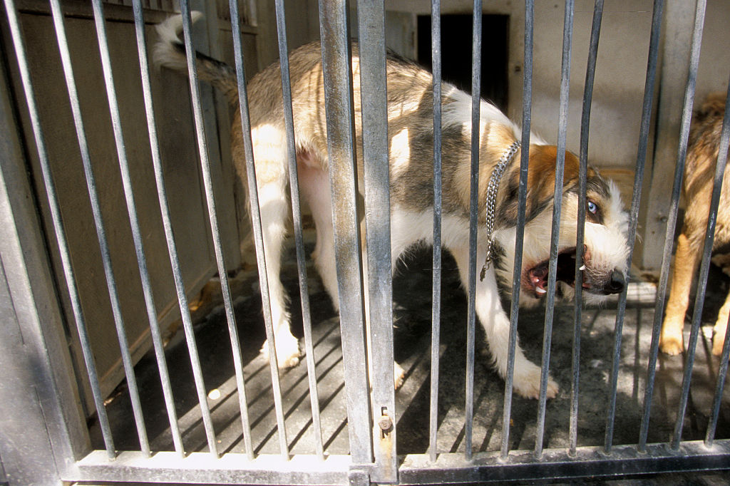 El abandono de mascotas aumentaría con el fin de la pandemia y acá te contamos la razón