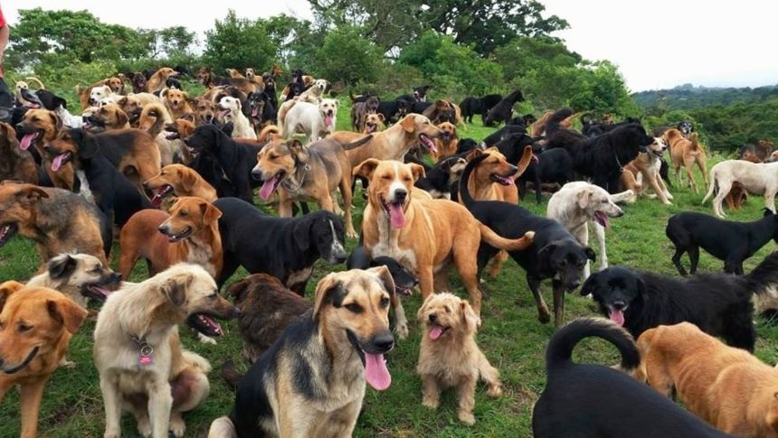 La emotiva historia de ‘Any’, la perrita repartidora que puede llevar comida hasta tu casa