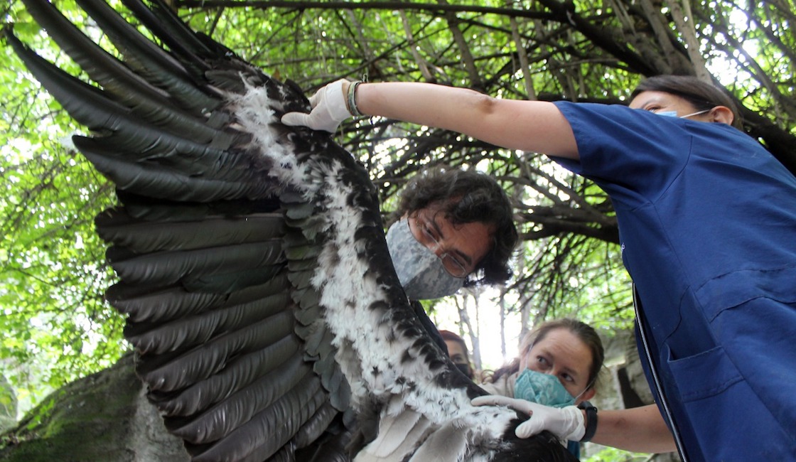 condor-california-chapultepec