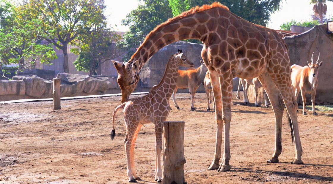 nace-jirafa-zoologico-san-juan-aragon-cdmx