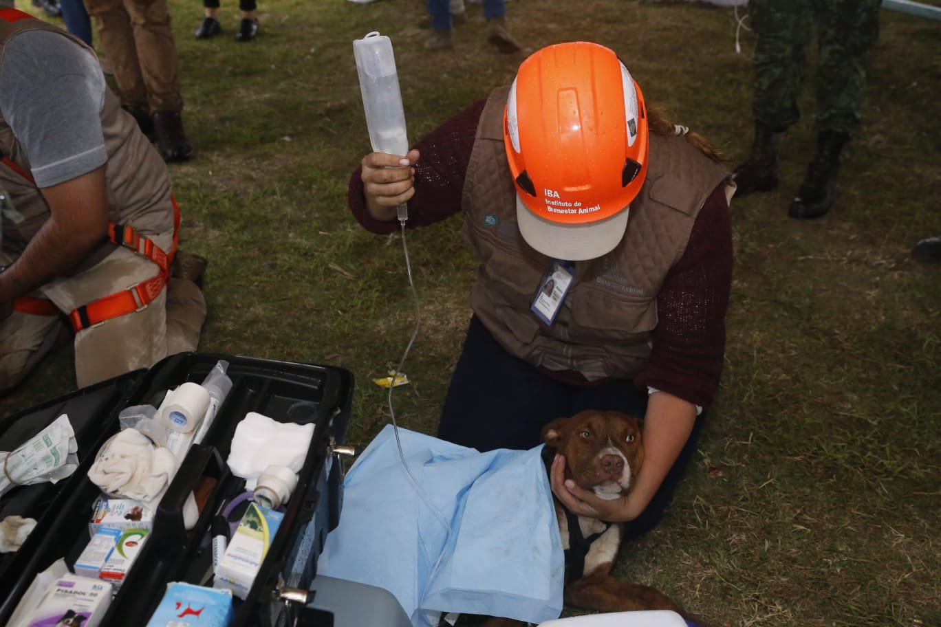 Perritos del socavón en Puebla fueron rescatados