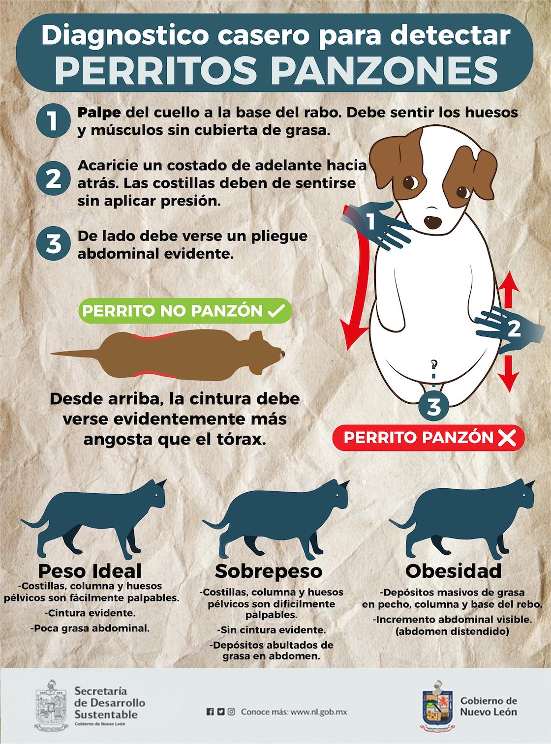 campaña-kawaii-nuevo-leon-perrito-panzon