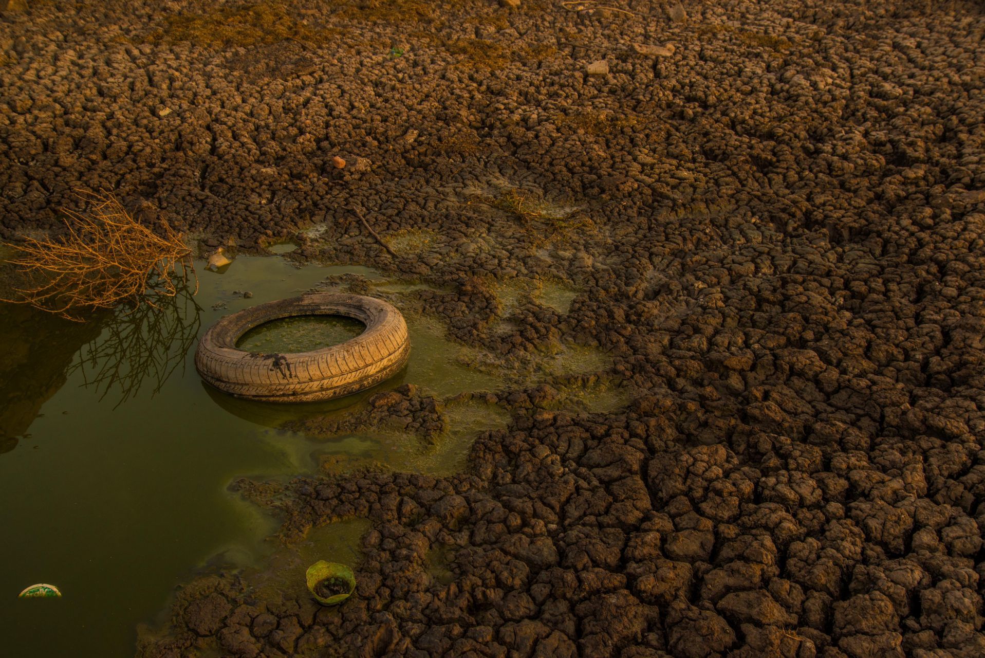 Denuncian la muerte de ganado en Sinaloa por derrame de desechos mineros en el río