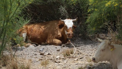 Denuncian la muerte de ganado en Sinaloa por derrame de desechos mineros en el río