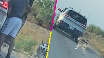 Detienen a un hombre que fue captado abandonando a un perro en plena carretera