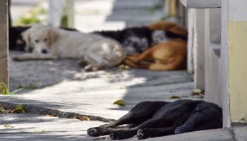 Denuncian envenenamiento de al menos ocho perros en Oaxaca