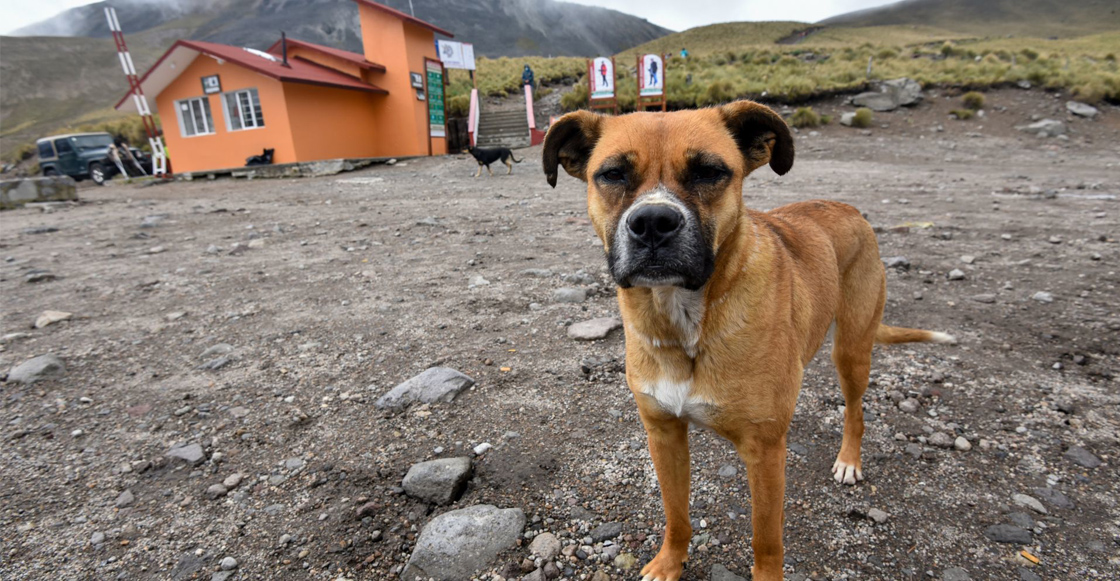 maltrato-animal-estado-mexico