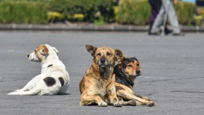 maltrato-animal-perros-calle