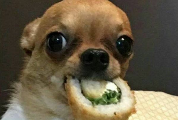 Meme perrito sushi