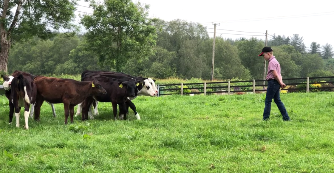 Una de emprendedores: Niño de diez años compra seis vacas con sus ahorros