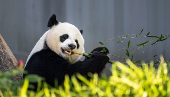 Anuncian en China que los pandas ya no están en peligro de extinción