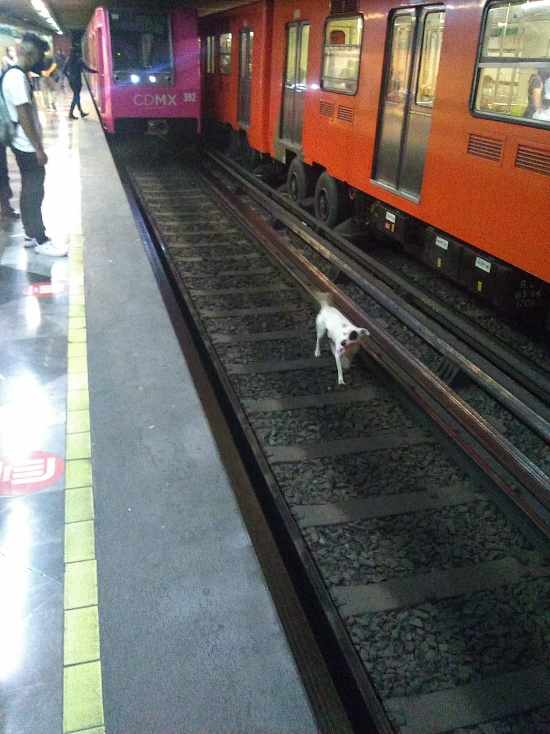 perrito-iztapalapa-metro-cdmx