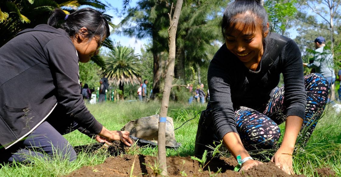 Quieres tu título? Primero tendrás que plantar un árbol, el requisito en  Tamaulipas