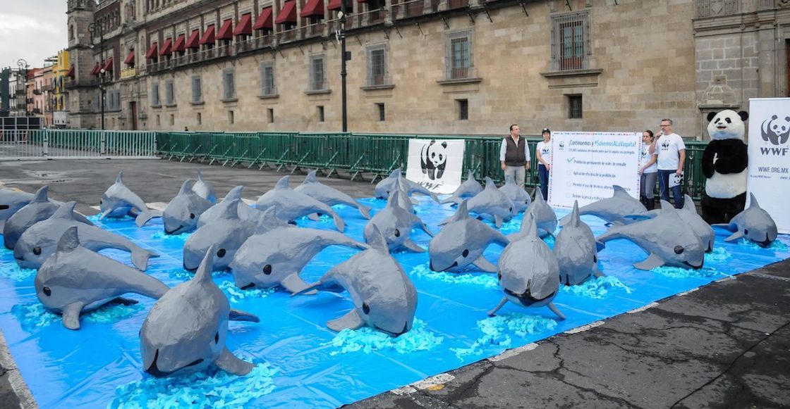 vaquitas-marinas-medidas-desprotegidas