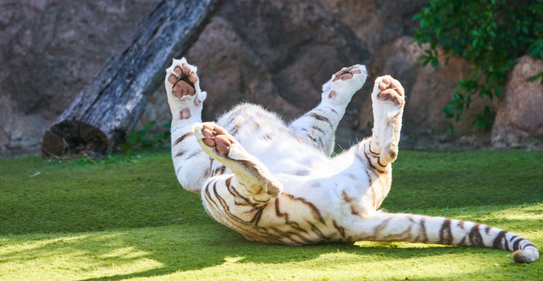 zoologicos-estados-unidos-vacuna-covid-tigre