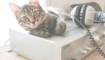 Vecinos denuncian fiesta clandestina y resulta ser el gato "escuchando" música electrónica