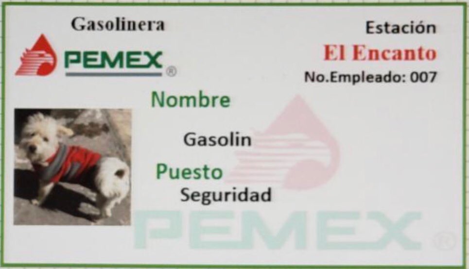 Gasolín: El perrito que se hizo viral por trabajar en una gasolinera