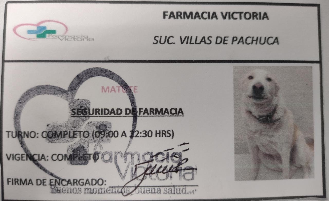 Farmacia contrata a perrito como jefe de seguridad y tiene su propio gafeteFarmacia contrata a perrito como jefe de seguridad y tiene su propio gafete