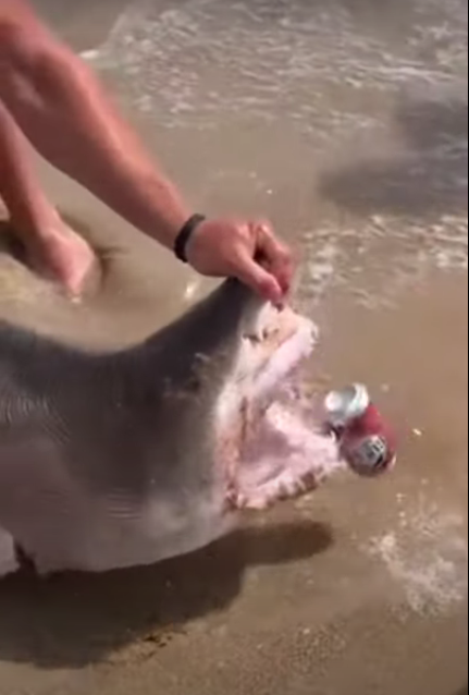 Estos sujetos sacaron a un tiburón del agua para abrir una cerveza con su mandíbula