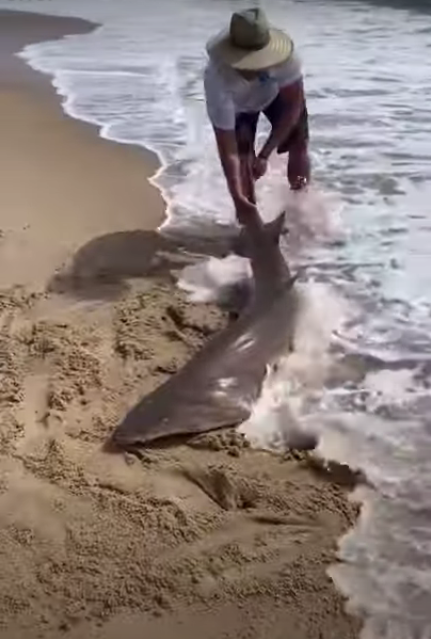 Estos sujetos sacaron a un tiburón del agua para abrir una cerveza con su mandíbula