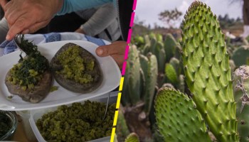 nopal-alimento-del-futuro-wwf