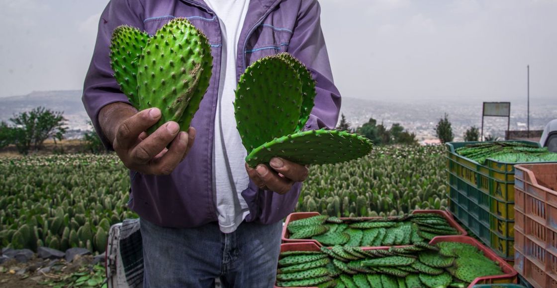 nopal-wwf-alimento-futuro