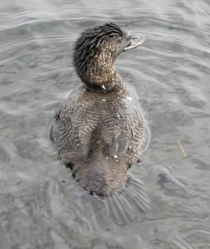 pato-almizclero-australia