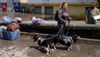 perritos-gatitos-damnificados-tula