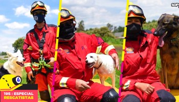 perritos-unam-drusso-hueso-foxy