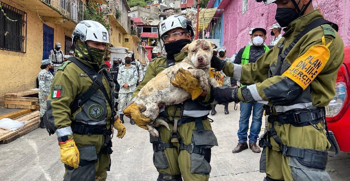 Rescatan con vida a una perrita que quedó atrapado en el Cerro del Chiquihuite