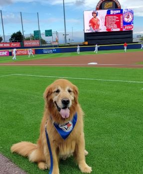 Rookie the bat dog en Sahlen Field