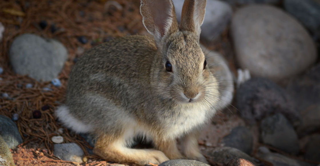 senado-prohibe-animales-pruebas-cosmeticos