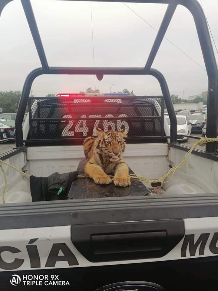 Y en el Edomex: Captan a tigre de bengala deambulando en Cuautitlán Izcalli