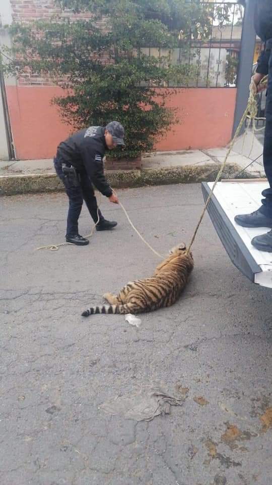 Y en el Edomex: Captan a tigre de bengala deambulando en Cuautitlán Izcalli