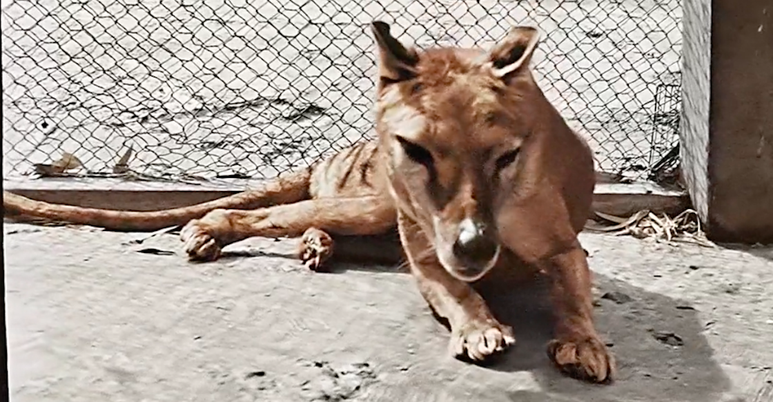 tigre-de-tasmania-ultimas-imagenes-video-colorizado-hd-australia-marsupial-carnivoro-02