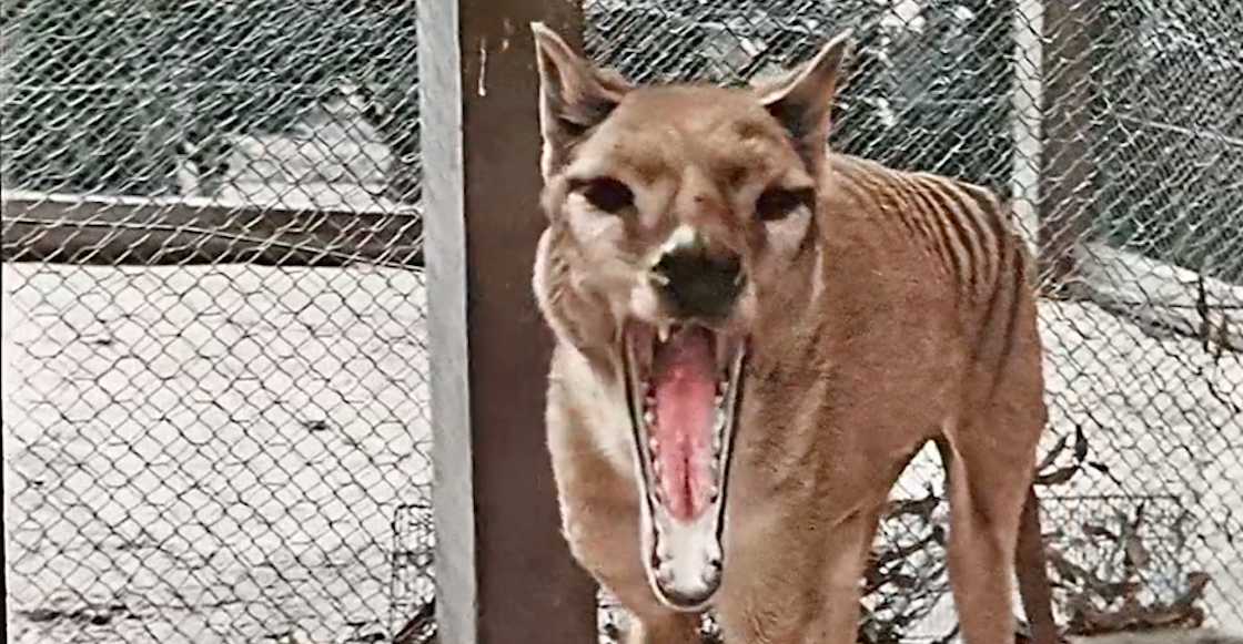 tigre-de-tasmania-ultimas-imagenes-video-colorizado-hd-australia-marsupial-carnivoro