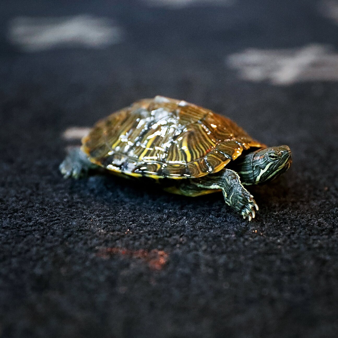 Conoce a Bronxie, la tortuga que se convirtió en el amuleto de los Yankees en la MLB