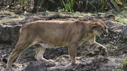 cazan-descuartizan-puma-chiapas