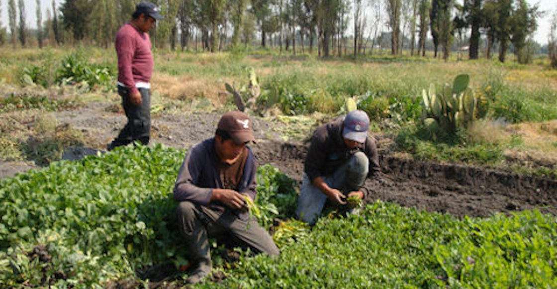 chinampas-importancia-mexico