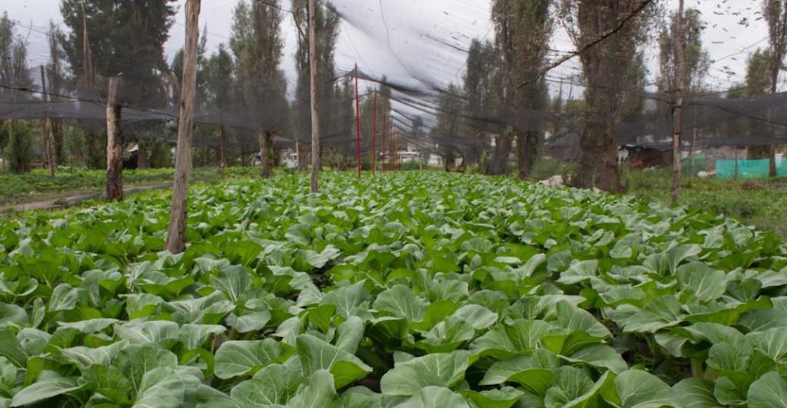 chinampas-que-son-mexico