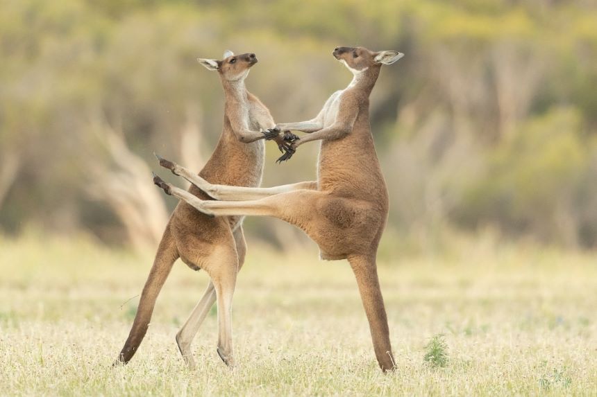 ¡Ternuringa! Estos son los finalistas del ‘Comedy Wildlife Photo 2021’