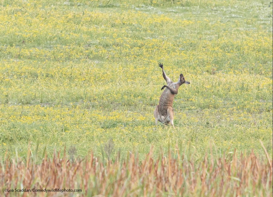 ¡Ternuringa! Estos son los finalistas del ‘Comedy Wildlife Photo 2021’