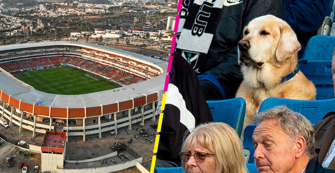 ¡Ideas perronas! El Corregidora de Querétaro tendrá zonas exclusivas para perritos en las tribunas